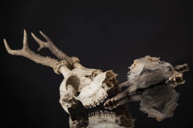 Dragon kertenkele ve kafatası