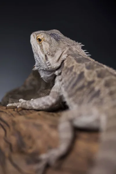 Lizard Bearded Dragon, Agama — Stock Photo, Image