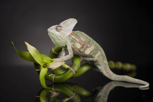 Camaleão verde em bambu — Fotografia de Stock