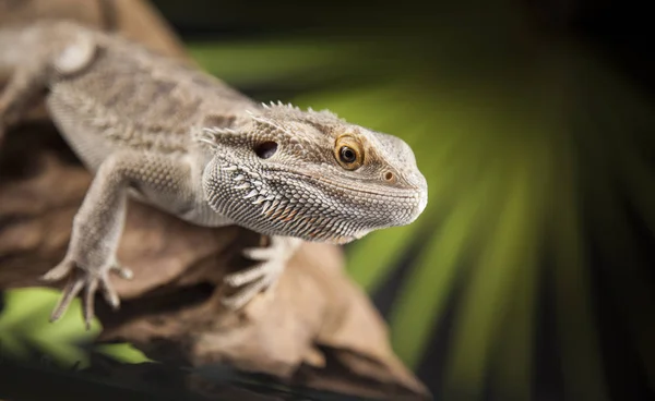 Root Bearded Dragon — Stock Photo, Image