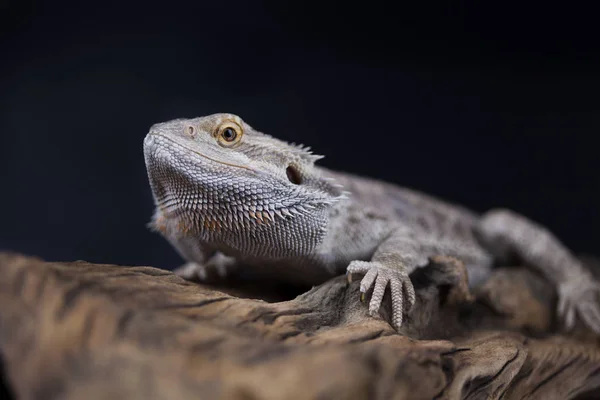 Agama lucertola barbuto — Foto Stock