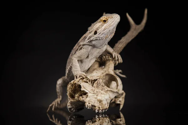 Lézard dragon et crâne — Photo