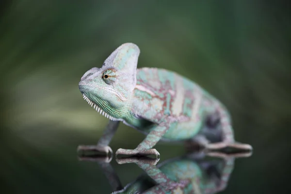 Green lizard, chameleon — Stock Photo, Image