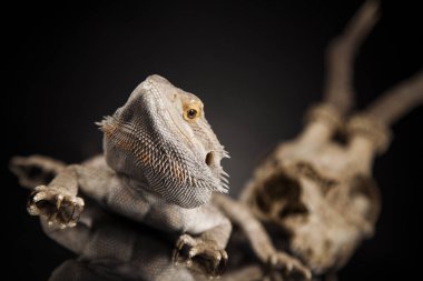 Dragon kertenkele ve kafatası 