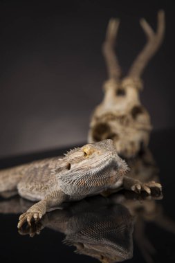 Dragon kertenkele ve kafatası