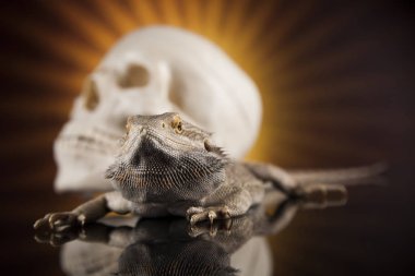 Kertenkele insan kafatası ile