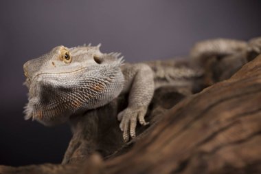 Kertenkele Dragon, Agama sakallı