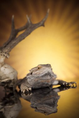 Dragon kertenkele ve kafatası