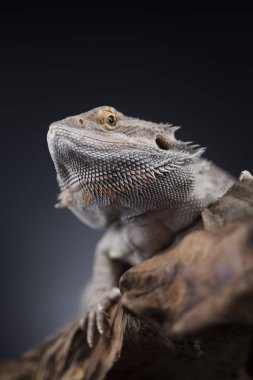 Kertenkele Dragon, Agama sakallı