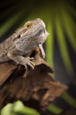 Hayvan kertenkele, sakallı Ejder