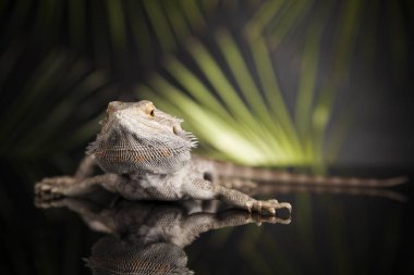 Agama Ejderha Kertenkele