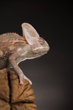 Kök yeşil bukalemun