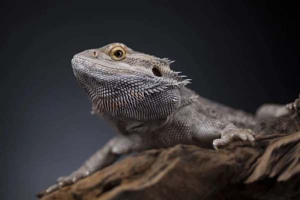 Agama bearded lizard — Stock Photo, Image