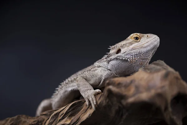 Agamabärtige Eidechse — Stockfoto