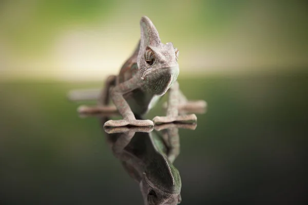 Lagarto verde, camaleón — Foto de Stock