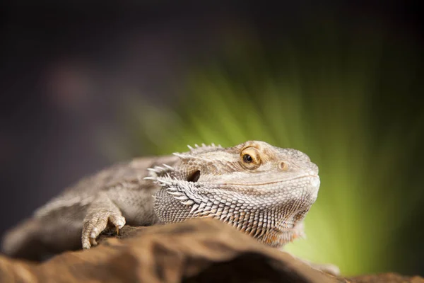 Agamabärtige Eidechse — Stockfoto