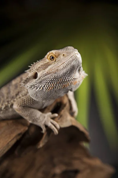 Wurzelbartdrache — Stockfoto