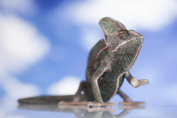 Chameleon zelená ještěrka — Stock fotografie