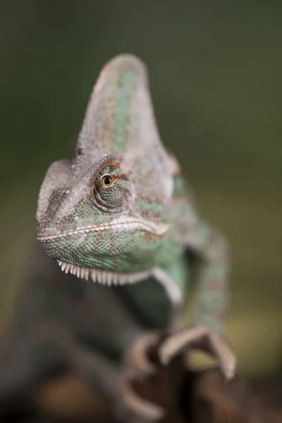Chameleon lizard sits at root — Stock Photo, Image