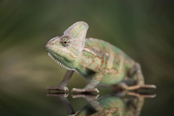 Chameleon green lizard — Stock Photo, Image