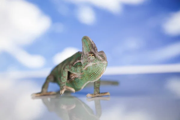 Jaszczurka kameleon zielony — Zdjęcie stockowe