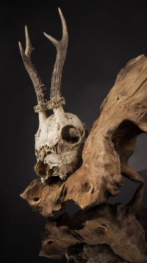 Geyik kafatası yıpranmış