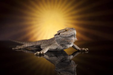 Hayvan kertenkele, sakallı Ejder