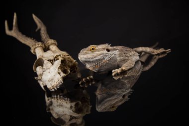 Dragon kertenkele ve kafatası