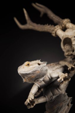 Dragon kertenkele ve kafatası 