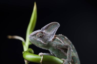 Bambu üzerinde yeşil bukalemun