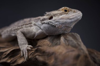 Sakallı agama kertenkele 