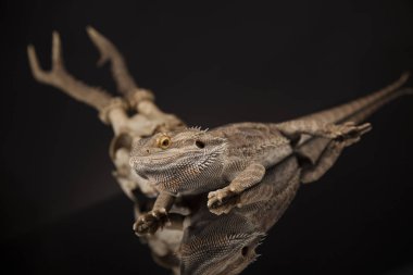 Dragon kertenkele ve kafatası 