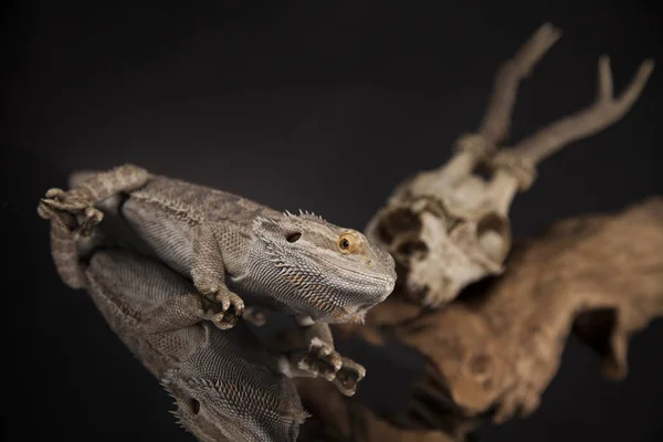 Ящерица и череп дракона — стоковое фото