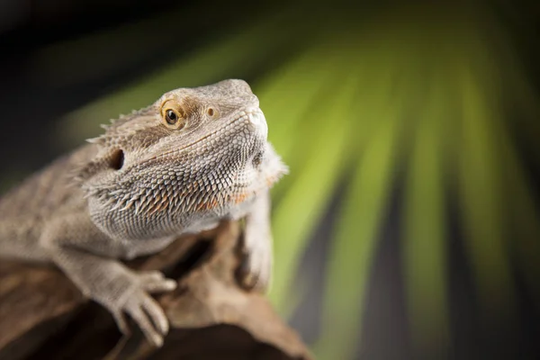 Kök Dragon sakallı — Stok fotoğraf