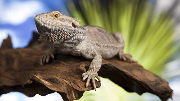 Bearded Dragon on root — Stock Photo, Image