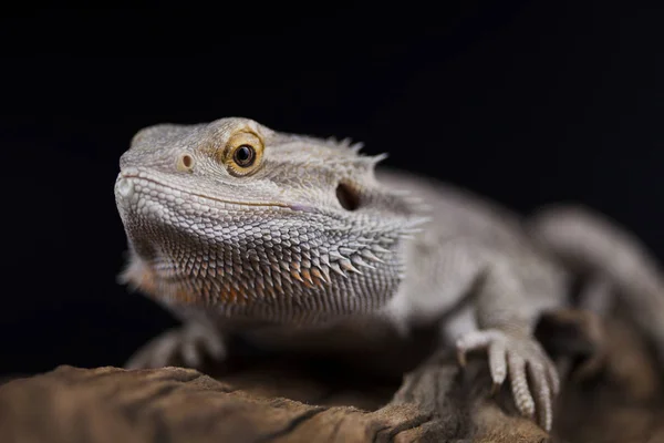 Eidechsenbartdrache, Agama — Stockfoto