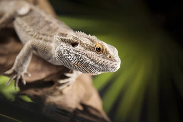 Dragón barbudo en la raíz — Foto de Stock