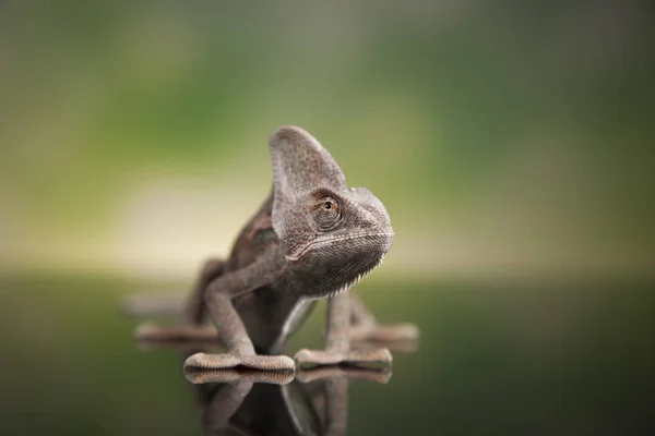 Chameleon green lizard — Stock Photo, Image