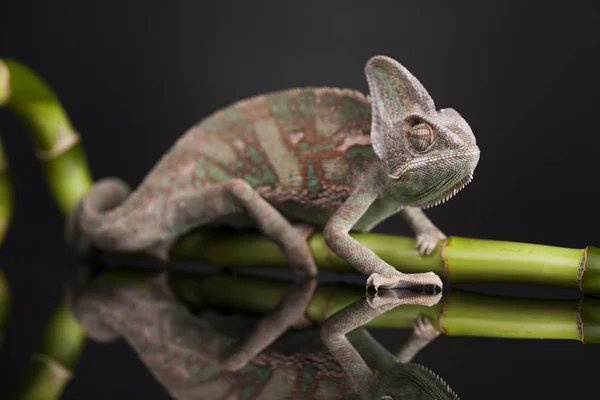 Green chameleon on bamboo — Stock Photo, Image