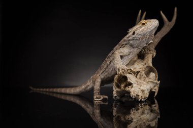 Dragon kertenkele ve kafatası 