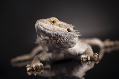 Kertenkele Dragon, Agama sakallı