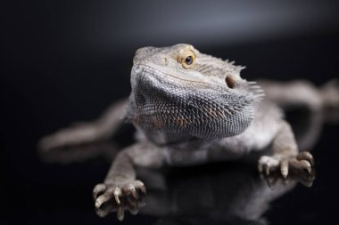 Sakallı agama kertenkele 