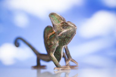 Bukalemun yeşil kertenkele