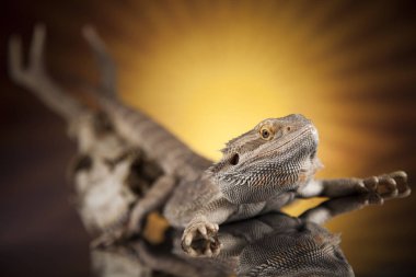 Dragon kertenkele ve kafatası 