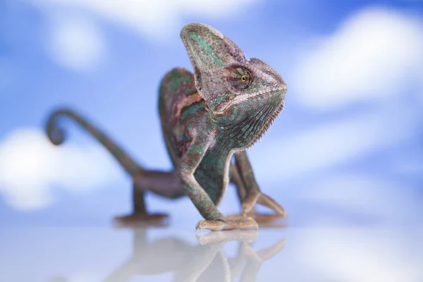 Chameleon green lizard — Stock Photo, Image