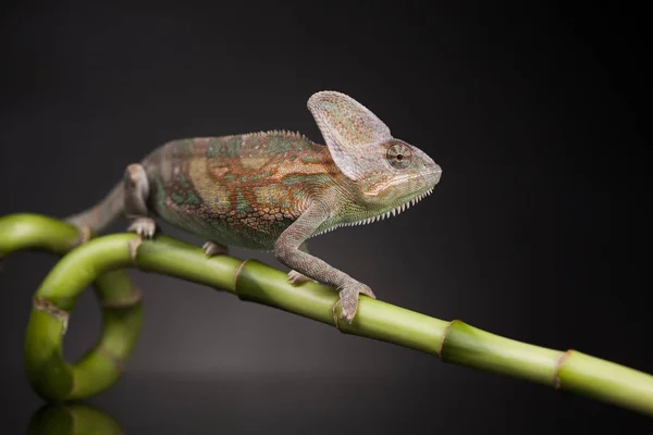 Zelený chameleon na bambus — Stock fotografie