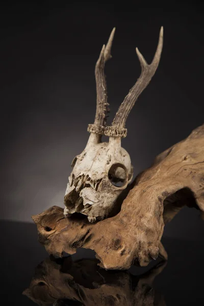 Viharvert szarvas koponya — Stock Fotó