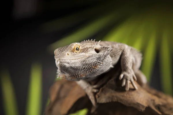 Animal Lizard, Bearded Dragon — Stock Photo, Image