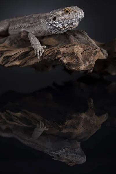 Agama lagarto barbudo — Fotografia de Stock