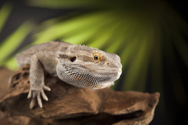 Корнебородый дракон
 